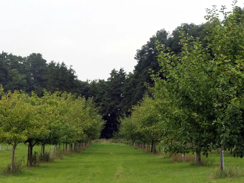 Streuobstwiese Heithöfen Inh. H.Premke in Bad Essen